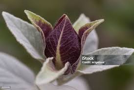 Image result for Barleria albostellata
