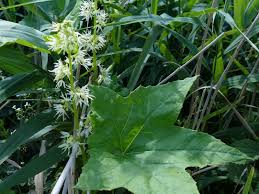 Image result for Trochomeria macrocarpa