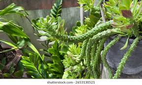Image result for Monadenium crenatum