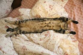 Ada Relaxes I Love Cats Cats Happy Cat