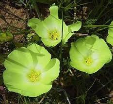 Image result for Grielum