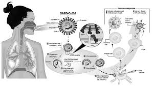 育生中醫學派對COVID-19 綜合症、 疫苗副作用及後遺症的治療思考