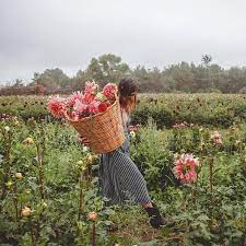 Gathering Flower Farm Flowers Planting Flowers