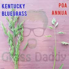 Image result for Poa annua