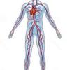The most common arteries diagram material is paper. 1
