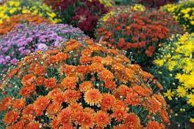 Include as much of the roots as possible. Care Of Fall Mums Lovetoknow