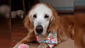 Golden retriever · houston area. A Tennessee Dog Became The Oldest Golden Retriever In History When She Turned 20