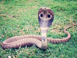 This is a home for all medusa gorgon and general soul eater fans! 200 King Cobra Pictures And Images In Hi Res