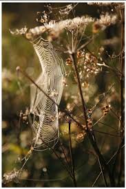 Webs Are Perfect Spider Web Spider Art Nature Photography