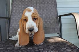 Basset hounds are descended from the st. Honey Basset Hound Puppy 613827 Puppyspot