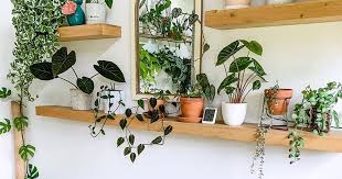 It always works and can be a powerful way to make your home feel like a jungle with many small/affordable plants instead of splurging on big and/or expensive. 9 Ways To Arrange Your Perfect Indoor Plant Shelf
