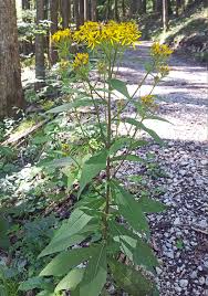 Image result for Ethulia vernonioides