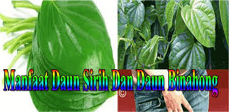 Ambillah daun sirih ini, gratis. Manfaat Daun Sirih Dan Daun Binahong Ø£Ø­Ø¯Ø« Ø¥ØµØ¯Ø§Ø± Ù„Ù€ Android ØªÙ†Ø²ÙŠÙ„ Apk