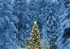 Auch in deutschland gibt es weihnachtsbräuche, die an den. Lizenzfreie Bilder Weihnachten Ohne Anmeldung Kostenloser Support