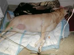 Term Decerebrate Neuropetvet