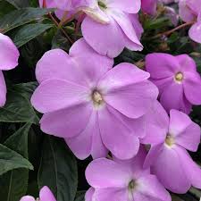 New guinea impatiens are one of the most popular bedding plants. Impatiens Infinity Lavender Imp Buy Impatiens New Guinea Annuals Online