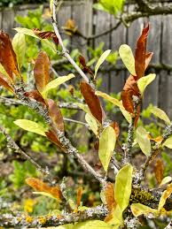 Some, such as the shrub m. Lichens On Magnolia Tree Indicate Plant Is In Decline Ask An Expert Oregonlive Com
