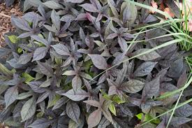 Image result for Ipomoea barteri
