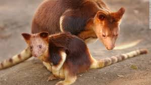 See a rich collection of animals wildlife images, photos or vectors for any project. Strange And Endangered Species