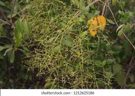 Image result for Salvadoraceae