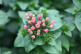 We did not find results for: Bouvardiakwekerij Vreeken Sierteelt B V Floral Fundamentals