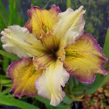 Scegli lo sfondo fiori gialli. Iris D Acqua Iris Louisiana Our Dorothy Arborea Farm S S Soc Agr
