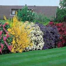 Hedge Butterfly Bush Forsythia Spirea Azalea Planting Flowers Planting Shrubs Outdoor Gardens