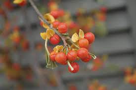 How To Identify And Control The Highly Invasive Oriental Bittersweet Types Of Oranges Plants Orange Flowers