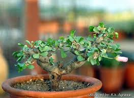 Image result for Monsonia senegalensis