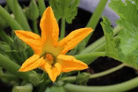 Maybe you would like to learn more about one of these? Growing Zucchini Hydroponically A Full Guide Gardening Tips