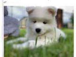 Check spelling or type a new query. Puppyfinder Com Samoyed Puppies Puppies For Sale Near Me In Oregon Usa Page 1 Displays 10