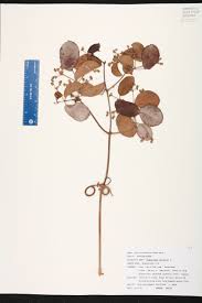 Image result for Hippocratea