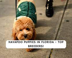 If you are unable to find your havanese puppy in our puppy for sale or dog for sale sections, please consider looking thru thousands of havanese dogs for adoption. Havapoo Puppies In Florida Top 3 Breeders 2021 We Love Doodles