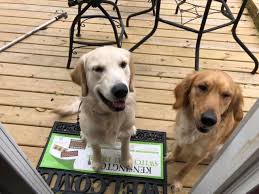 Akers of love for pups, inc. Golden Retriever Puppy Dog For Sale In Kenosha Wisconsin