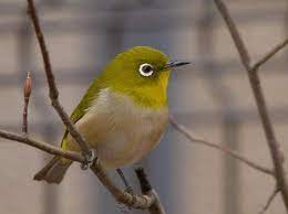 All pictures are free of charge and licensed under the free pexels license. Mengenal Ciri Ciri Pleci Merapi Dan Karakteristiknya Burung Cantik Burung Jalak