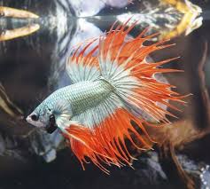 Mint Orange Copper Crown Tail Ct Male Betta Fish Ikan Cupang Ikan