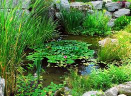 Naturteich Ohne Technik Ist Das Moglich Zooroyal Magazin In 2020 Naturteich Gartenteich Teichpflanzen