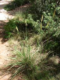 Image result for Sorghastrum nudipes