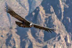 Study Soaring Andean Condors Rarely Flap Their Wings Birdwatching