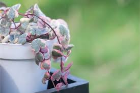 Grow wax plant in hanging baskets or containers as a houseplant anywhere, or against a trellis outdoors in u.s. String Of Hearts Plant Care Ceropegia Woodii Smart Garden Guide