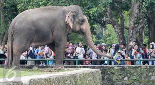 Maybe you would like to learn more about one of these? Kebun Binatang Ragunan Di Antara 2 Konglomerat News Liputan6 Com