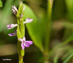 Image result for Striga bilabiata