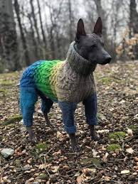 xolo con suéter 🔥🇲🇽