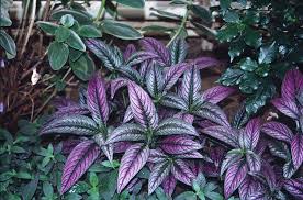 Image result for Strobilanthes