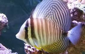 Maybe you would like to learn more about one of these? Desjardini Sailfin Tang Tang And Surgeons Zebrasoma Desjardini Tank Facts