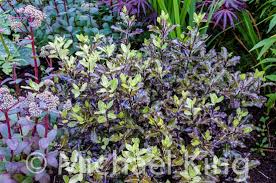 We did not find results for: Thinking About Shrubs Part One An Introduction Perennial Meadows