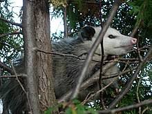 They are known to live for three years in the wild and seven in captivity with the proper care and appropriate environment. Virginia Opossum Wikipedia