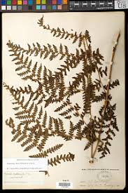 Image result for Megalastrum lanuginosum