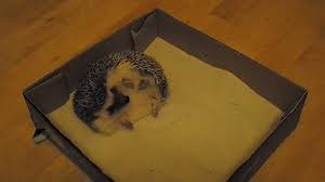 See more ideas about baby hedgehog, hedgehog, cute hedgehog. The Complete Guide To Bathing For Hedgehogs Small Pet Site