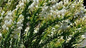 Image result for Fabiana imbricata